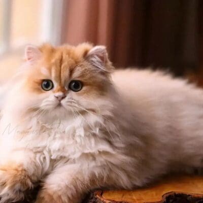 Magnesia Paws Cattery