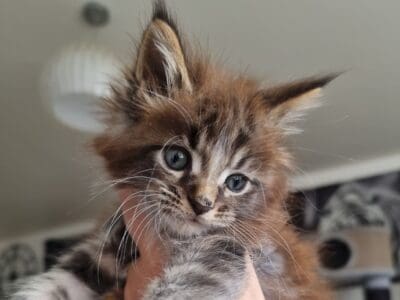 Maine Coon chaton mâle