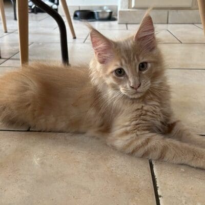 Chatterie de la Mainecooneraie