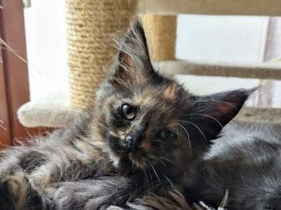 Chaton Maine coon