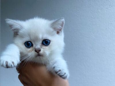 Chatons british shorthair LOOF disponibles