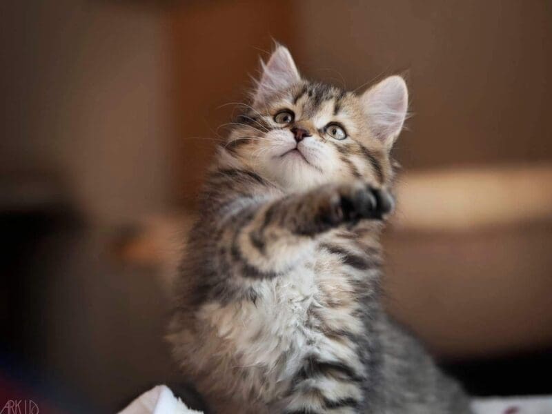 Magnifiques chatons Siberiens