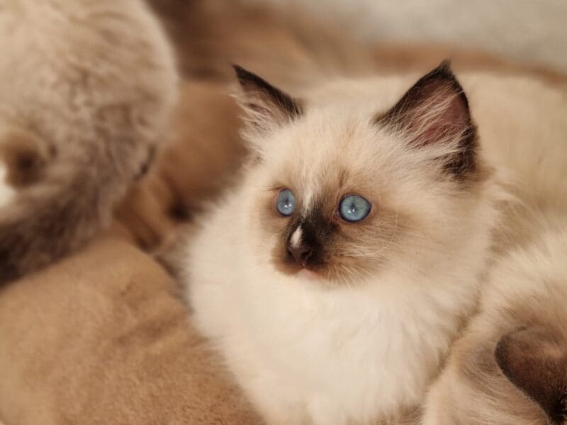 Chaton LOOF Sibérien Neva