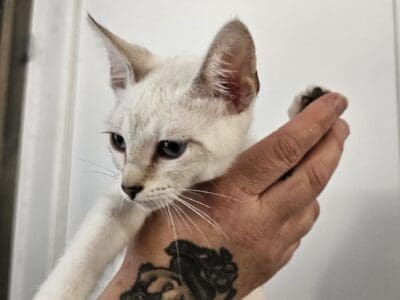 Savannah Snow F7 SBT