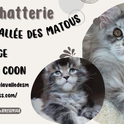 La chatterie de la vallée des matou