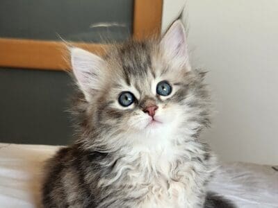 Chaton sibérien hypoallergénique