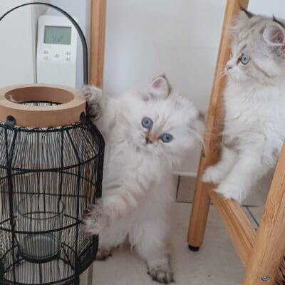 Chatterie Au gré du vent