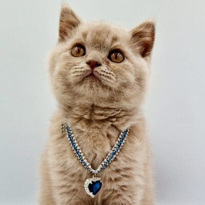 Chatterie de l'Empire de Lara