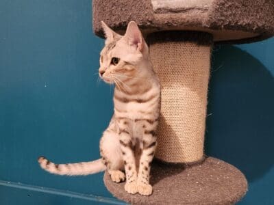 Chatte bengal Black silver loof