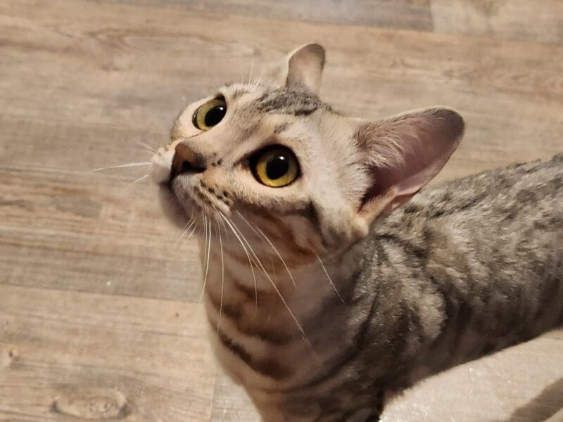 Chatte bengal Black silver loof