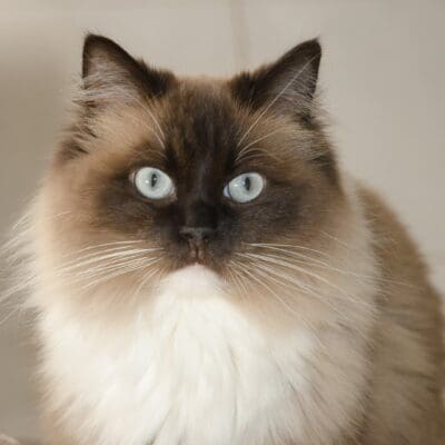 CHATTERIE DES COSMOPOLITAINS