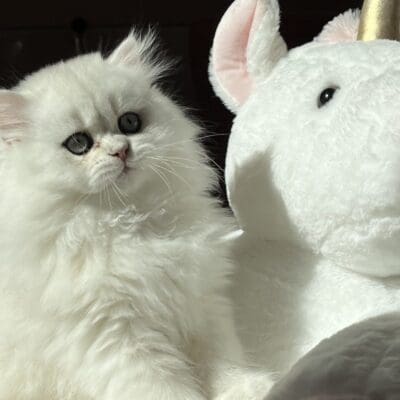 De L’étoile de la Grâce