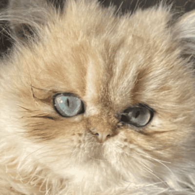 Chatterie des plumes d Hyrome