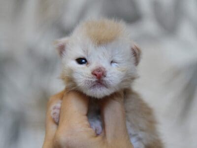 Chaton Maine Coon