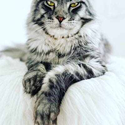 Chatterie des Coons au Bois