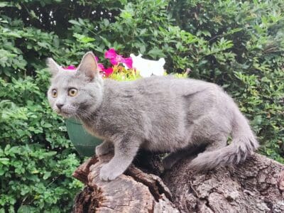 Chaton femelle chartreux