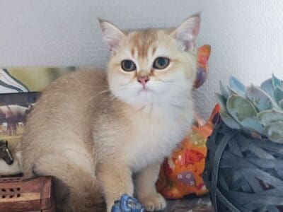 Chatons british shorthair golden