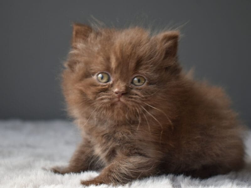 Chatons british shorthair et longhair