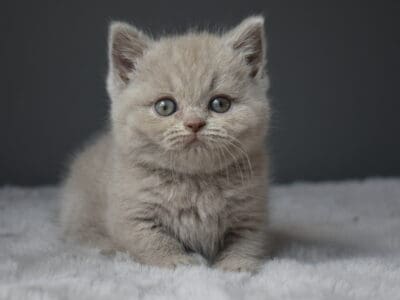 Chatons british shorthair et longhair