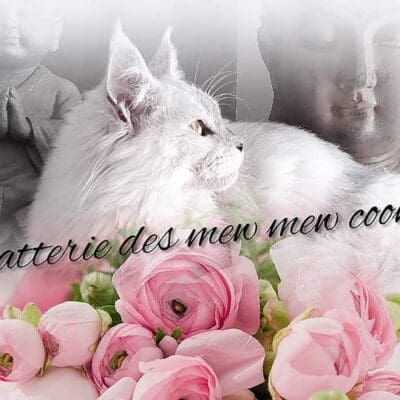 Chatterie des mew mew coon's