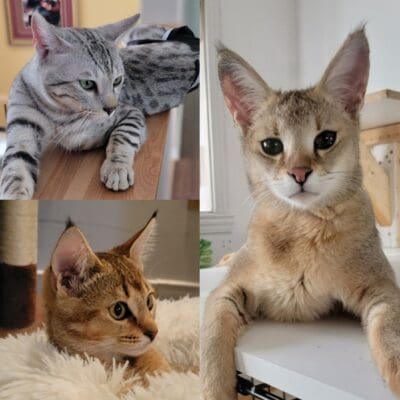 Chatterie Beauté Féline