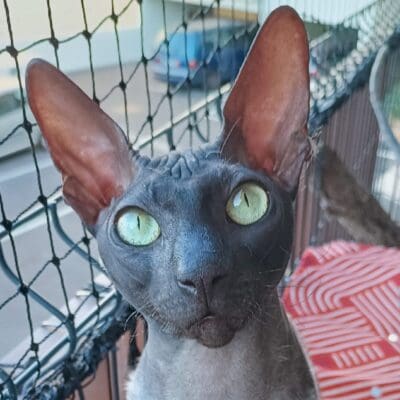 Chatterie d Ernest éternel