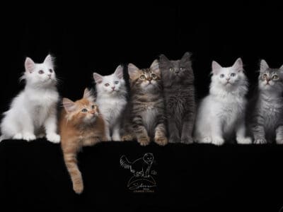 Photographe animalière spécialisée en chats dans le Var et ses environs, studio et lumière naturelle