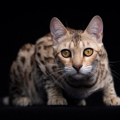 Chatterie de Galadhrim