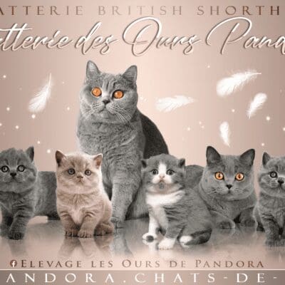 Chatterie des Ours Pandora