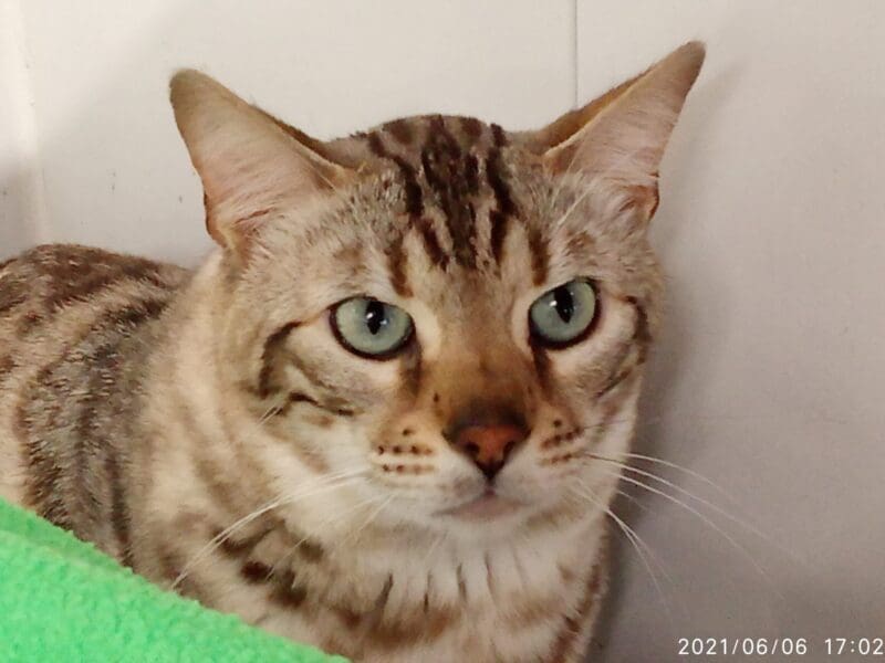 Superbe mâle bengal seal silver tabby mink