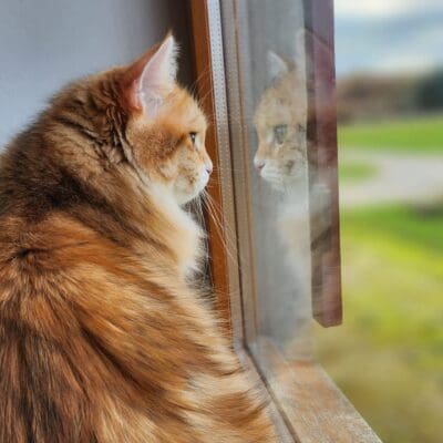 Sibérien de la Forêt d'Artémis