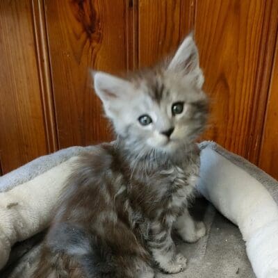 Les Pattes de Velours