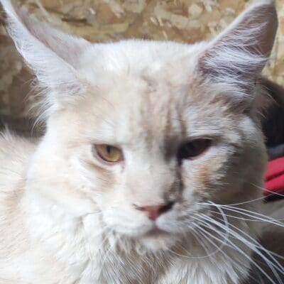 Chatterie du chemin des fées