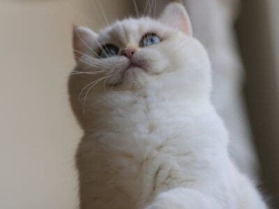 Sunglowbri Barbaros Bri N(B)y 11 33