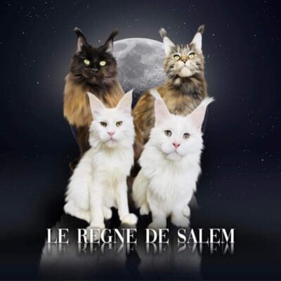 LA CHATTERIE DU RÈGNE DE SALEM