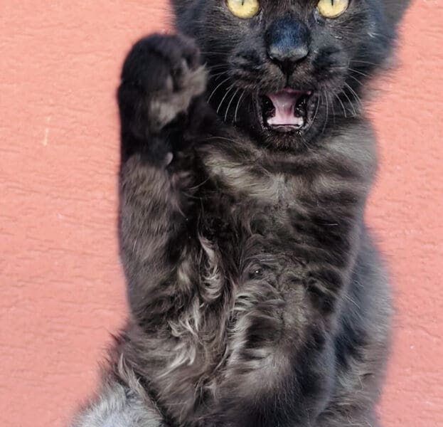 Chaton Femelle Maine Coon