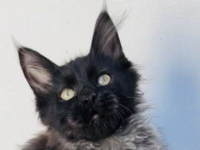 Chaton Femelle Maine Coon