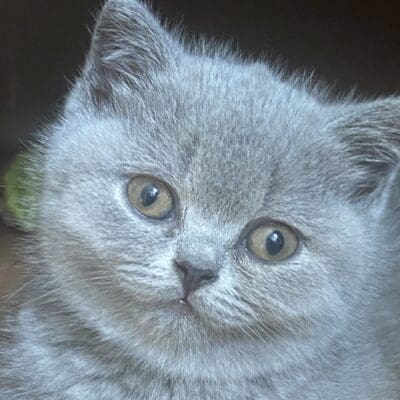 CHATTERIE BLUE SAYIANS