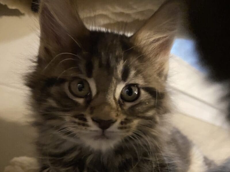Chaton Maine Coon LOOF