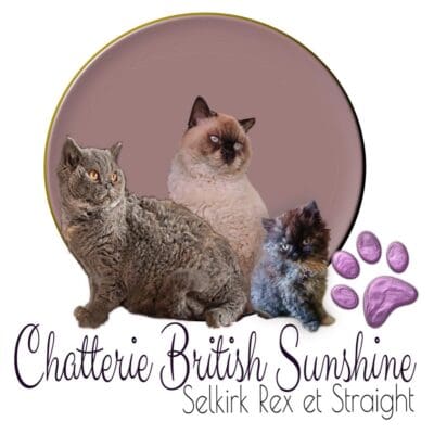 Chatterie British Sunshine