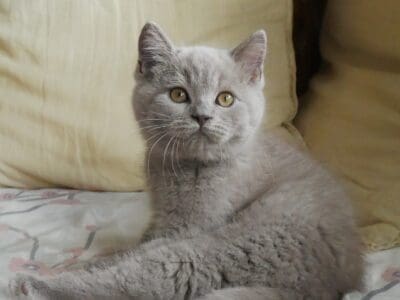 Chatons British Lilas