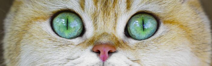 attractive cats