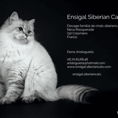 ENSIGAL SIBERIAN CATS