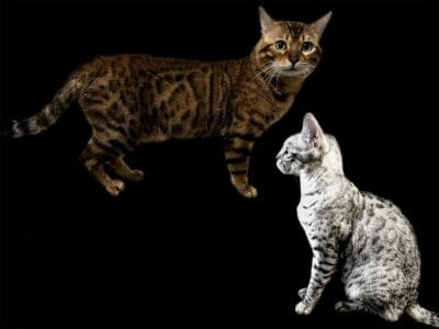 Bébés Bengal à naitre