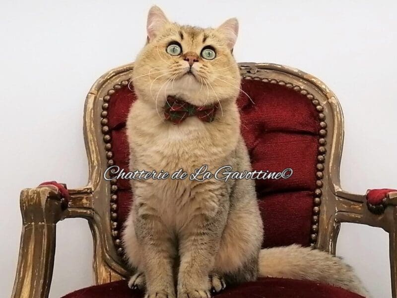 Scottish Straight Black Golden Shaded (triple-champion Loof)