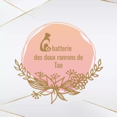 chatterie des Doux ronrons de Tao