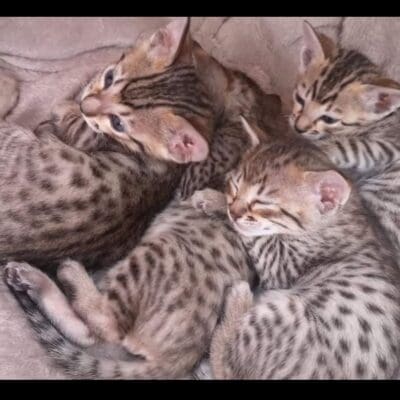 Savannah précieux de kerohou