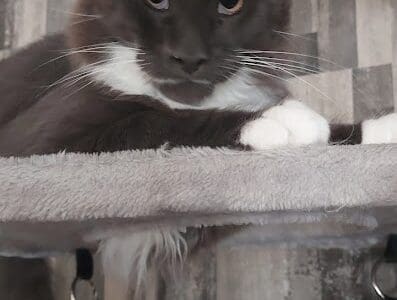 2 chatons mâles 5 mois