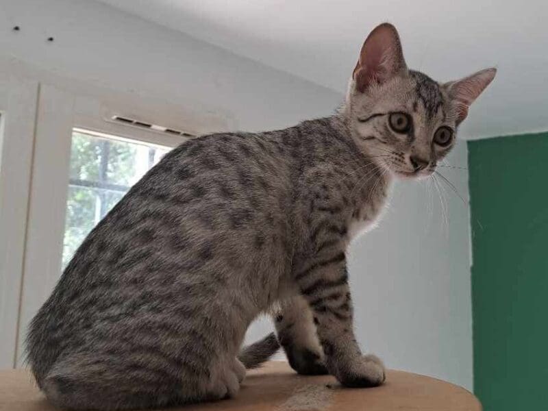 Chaton mau egyptien