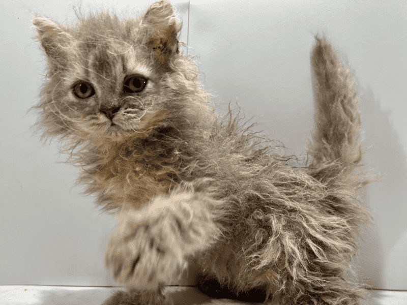 Selkirk rex